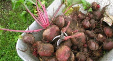 Co dělat, když se na listech řepy objeví hnědé nebo hnědé skvrny, jak zacházet